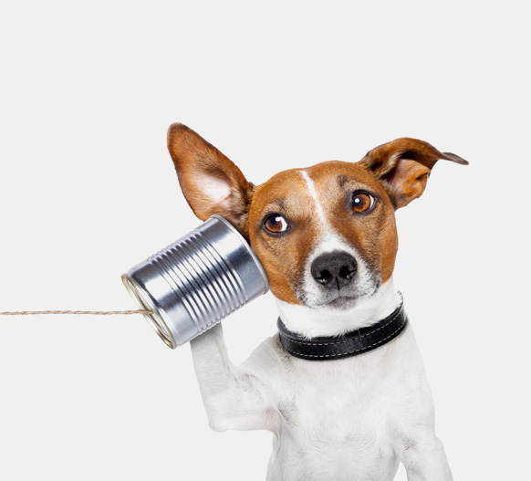 Callmy